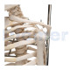 Human Skeleton 18 Mini